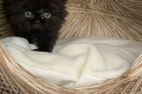 Deniz pet center - Resim 13