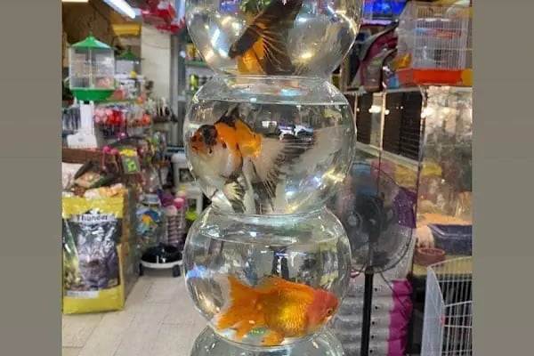 Deniz pet center - Resim 14