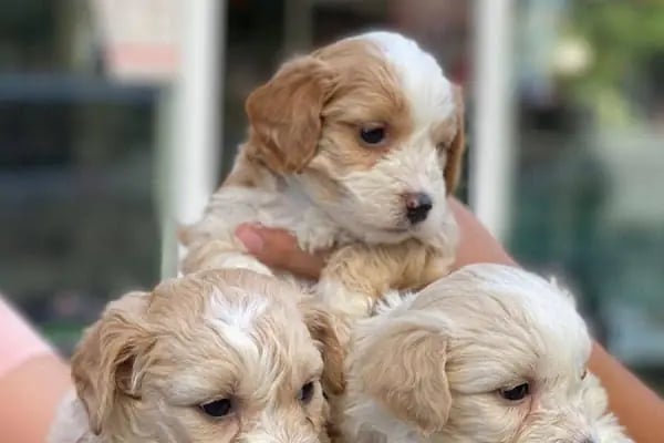 Deniz pet center - Resim 15
