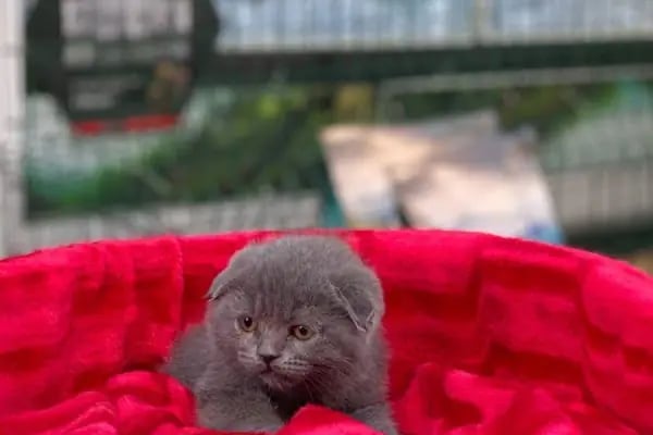 Deniz pet center - Resim 12