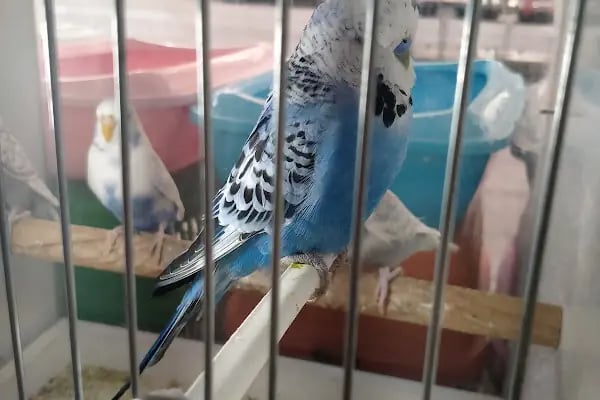 Yağmur Petshop - Resim 4