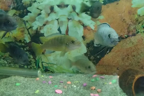 Yağmur Petshop - Resim 11