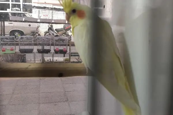 Yağmur Petshop - Resim 18
