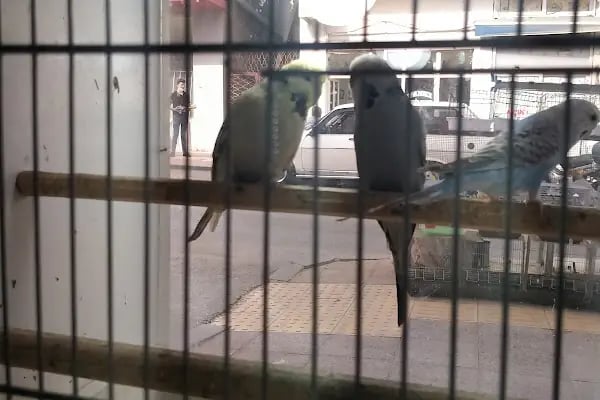 Yağmur Petshop - Resim 12