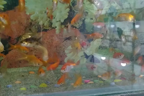 Yağmur Petshop - Resim 17