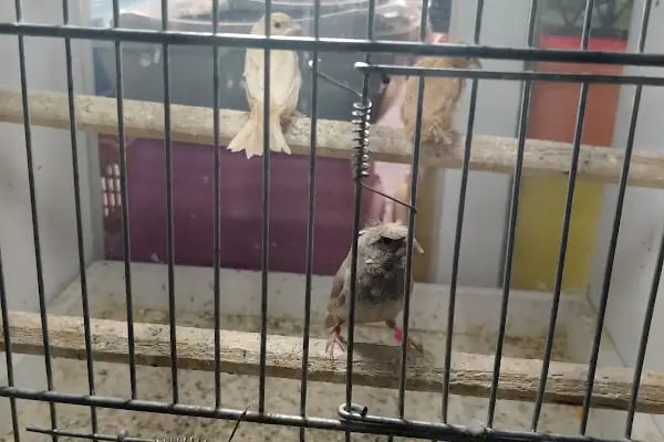 Yağmur Petshop - Resim 9