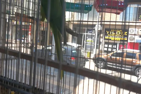 Yağmur Petshop - Resim 2