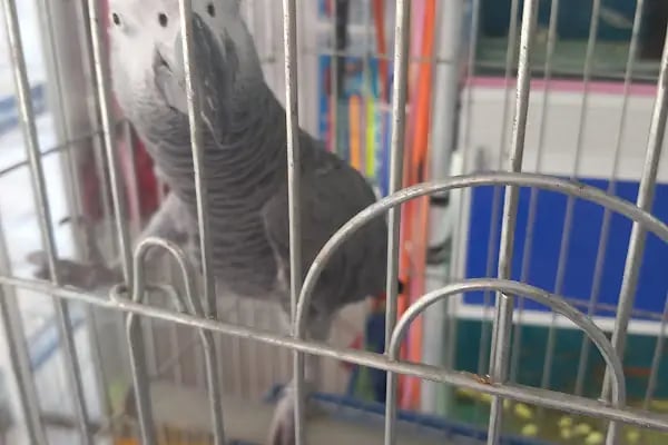Yağmur Petshop - Resim 16