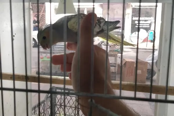 Yağmur Petshop - Resim 13