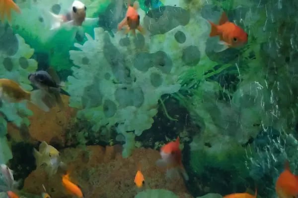 Yağmur Petshop - Resim 8