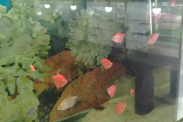 Yağmur Petshop - Resim 5