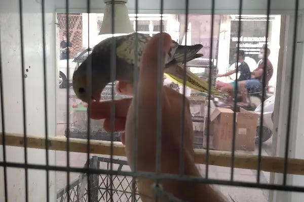 Yağmur Petshop - Resim 10