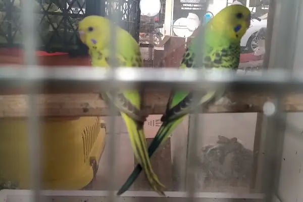 Yağmur Petshop - Resim 15