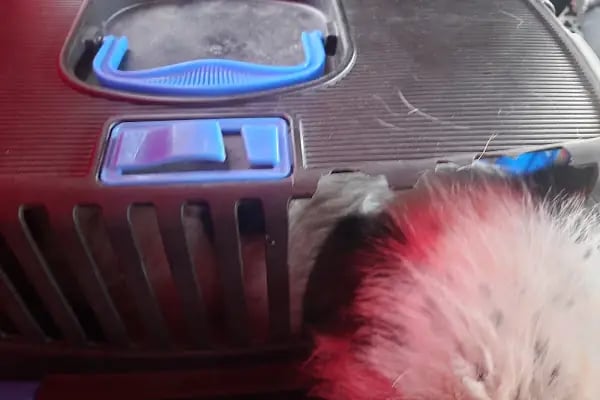 Yağmur Petshop - Resim 19