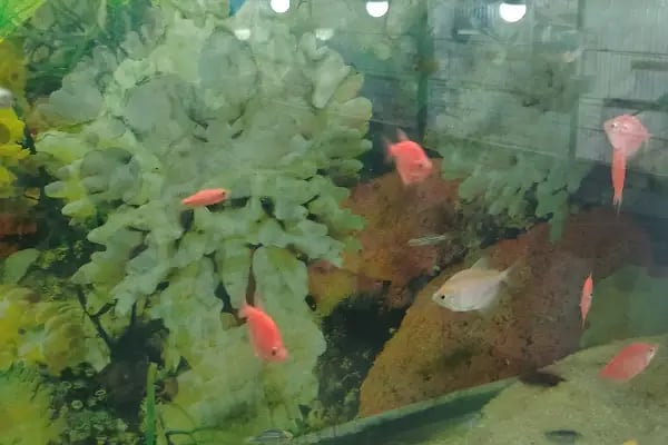 Yağmur Petshop - Resim 14