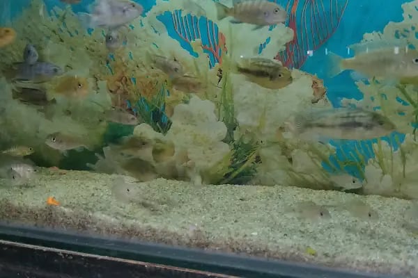 Yağmur Petshop - Resim 20