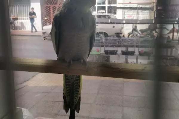 Yağmur Petshop - Resim 3