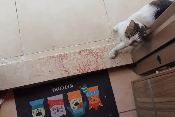 Central Perk Veteriner Kliniği - Resim 8