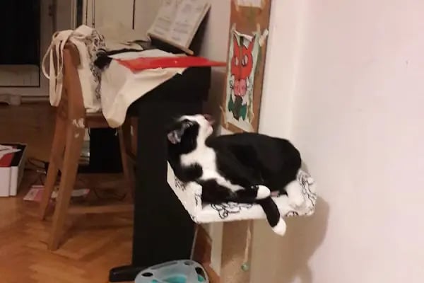Central Perk Veteriner Kliniği - Resim 13