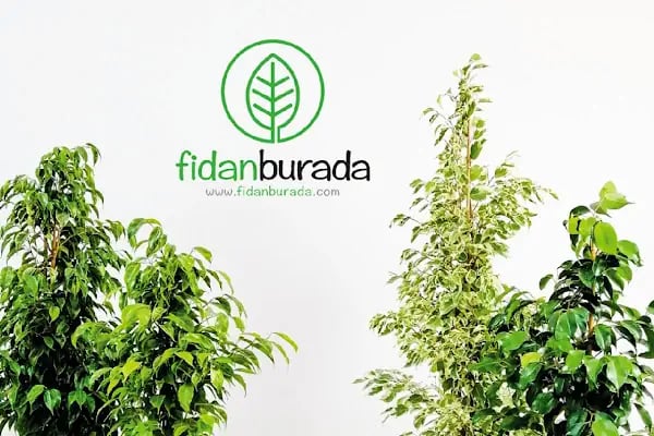 Fidan Burada Tarım Hayv. İç Ve Dış Tic. San. Ltd Şti. Fidanlık Ve Operasyon Merkezi Ofisi - Resim 12