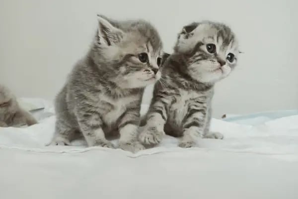 Bage Pet Center - Resim 15