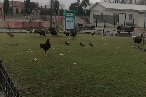Taksıarhi Rum Kilisesi - Resim 6