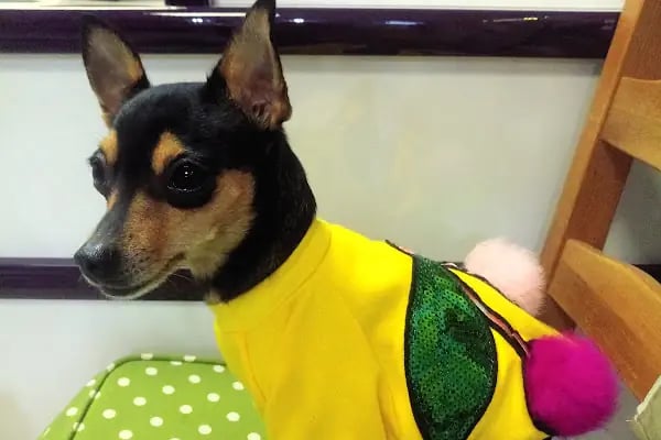 Dogville Petshop - Resim 4