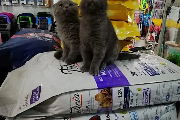 Beren Pet Shop - Resim 12