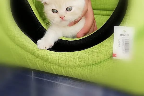 Beren Pet Shop - Resim 16