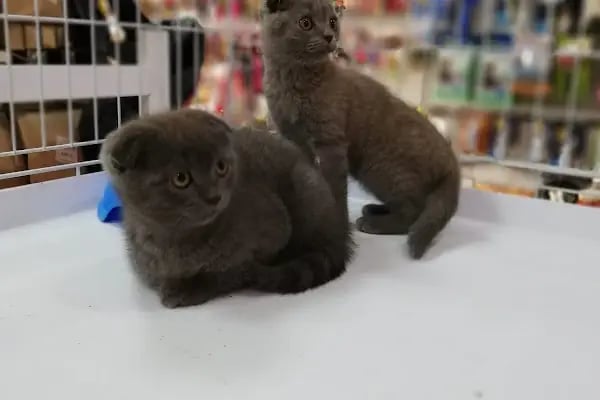 Beren Pet Shop - Resim 7