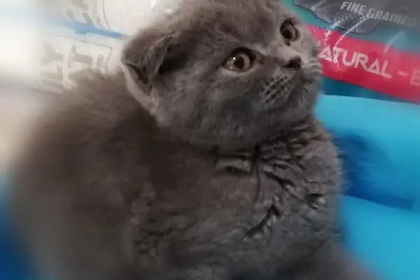 Beren Pet Shop - Resim 10