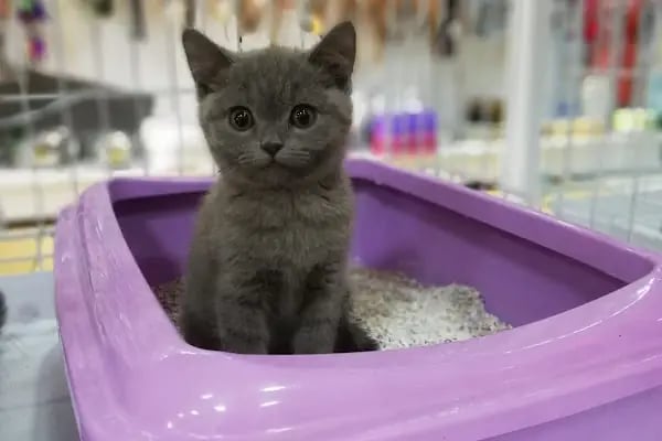 Beren Pet Shop - Resim 15