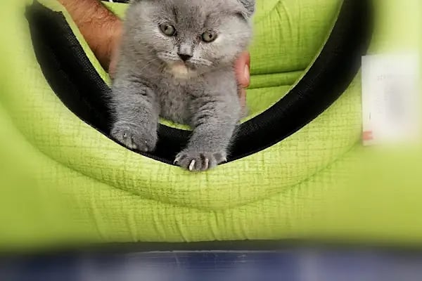 Beren Pet Shop - Resim 17