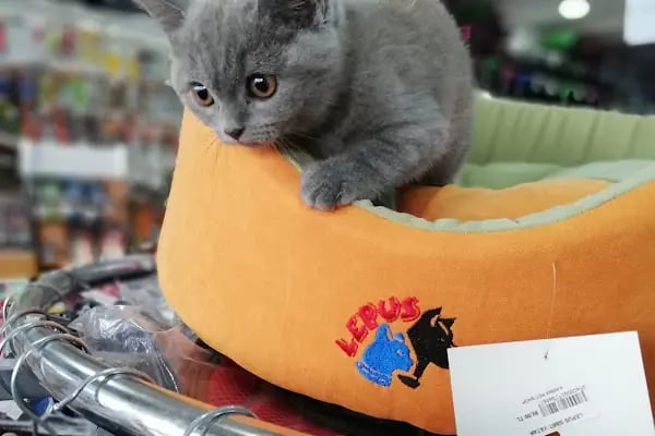 Beren Pet Shop - Resim 6