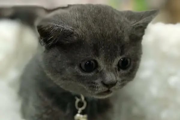 Beren Pet Shop - Resim 13