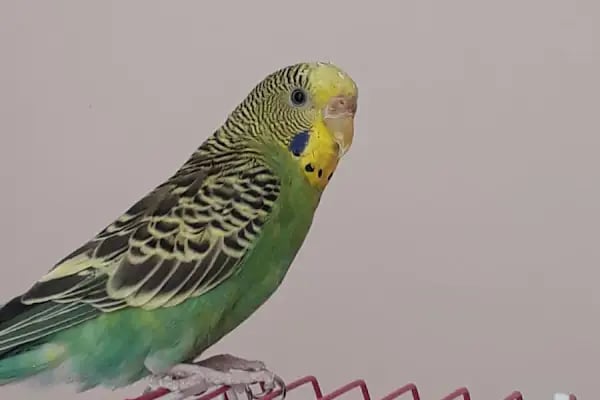 Beren Pet Shop - Resim 20