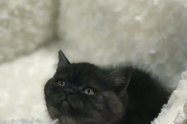Beren Pet Shop - Resim 4