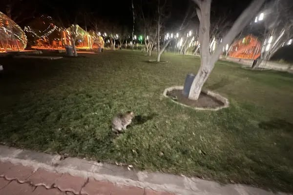 CEVİZLİ BAHÇE RESTAURANT - Resim 18