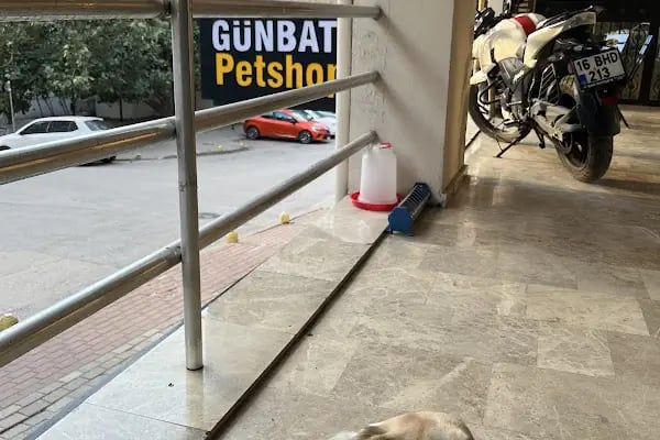 GÜNBATI PETSHOP - Resim 9