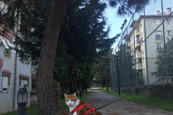 Zümrüt Sitesi - Resim 18