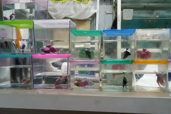Ege Petshop - Resim 6
