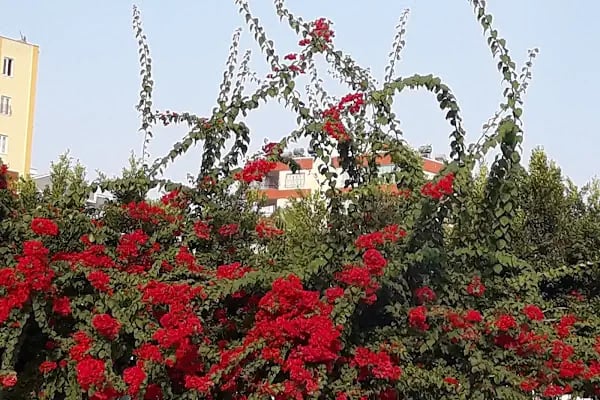 Başkent Üniversitesi Özel Başkent Fen - Anadolu Lisesi - Resim 17