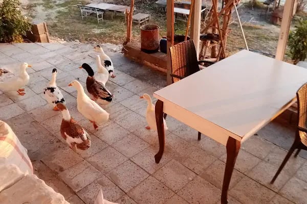 Fıstıkbükü su kenarı - Resim 20