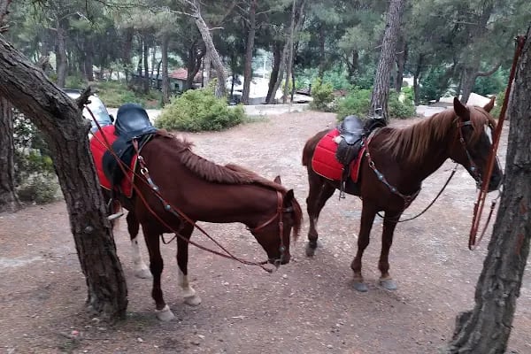 Çiçekli Tabiat Parkı - Resim 4