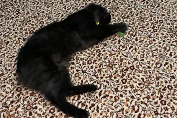 Vetvision Kuş ve Pet Veteriner Kliniği - Resim 7