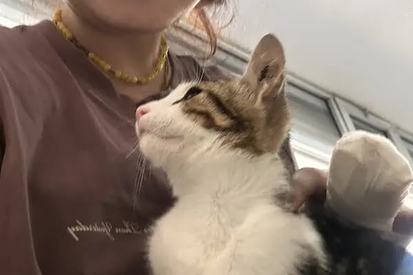 Vetvision Kuş ve Pet Veteriner Kliniği - Resim 12
