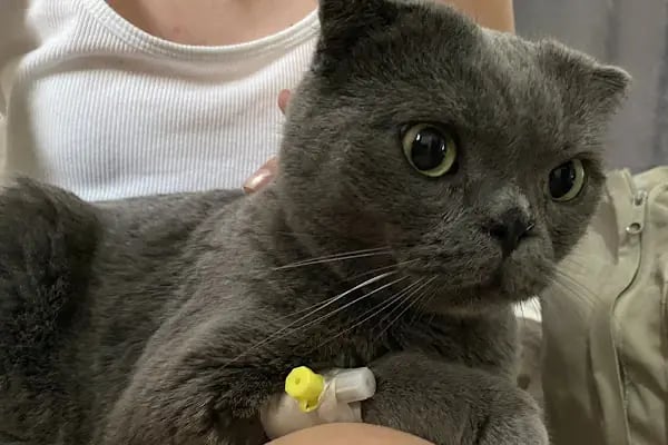 Vetvision Kuş ve Pet Veteriner Kliniği - Resim 3