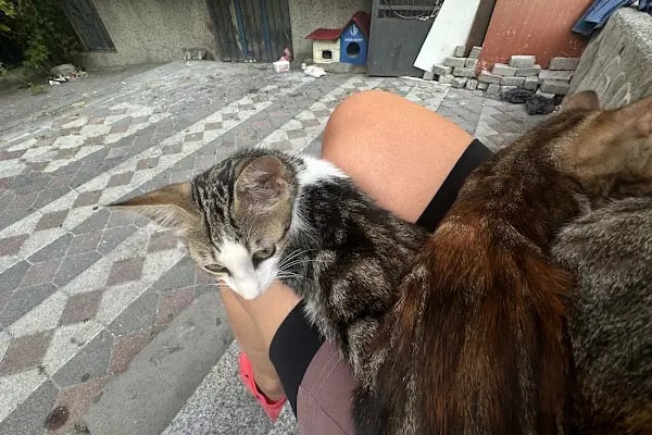 Vetvision Kuş ve Pet Veteriner Kliniği - Resim 1