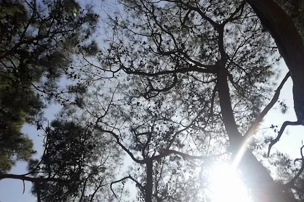 DKMP Erdemli Çamlığı (Talat Göktepe) Tabiat Parkı - Resim 15