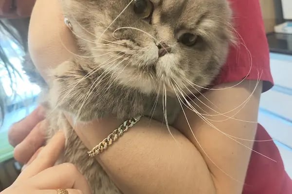 Veterinaria Veteriner Kliniği - Sakarya Adapazarı - Resim 18